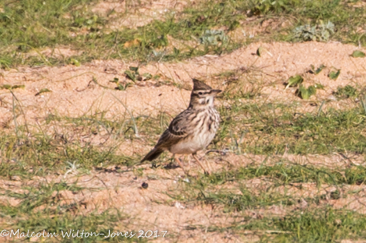 Skylark