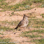 Skylark