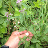 Hemp Nettle