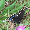 Black Swallowtail