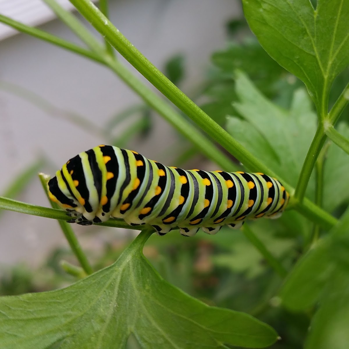 Black Swallowtail Caterpillar