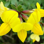 Bird's-foot trefoil