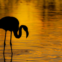 Tramonto d'oro di 