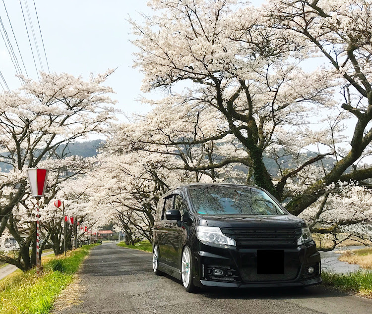 ステップワゴンスパーダのドライブ・桜・花見・ローダウンに関するカスタム事例の投稿画像1枚目