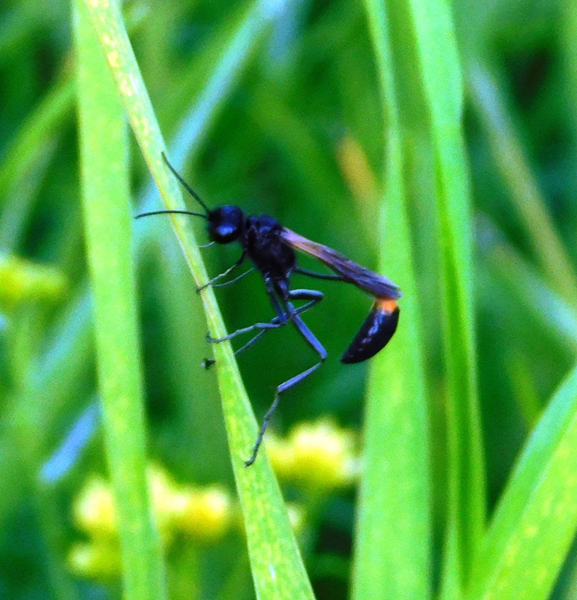 Thread-waisted Wasp