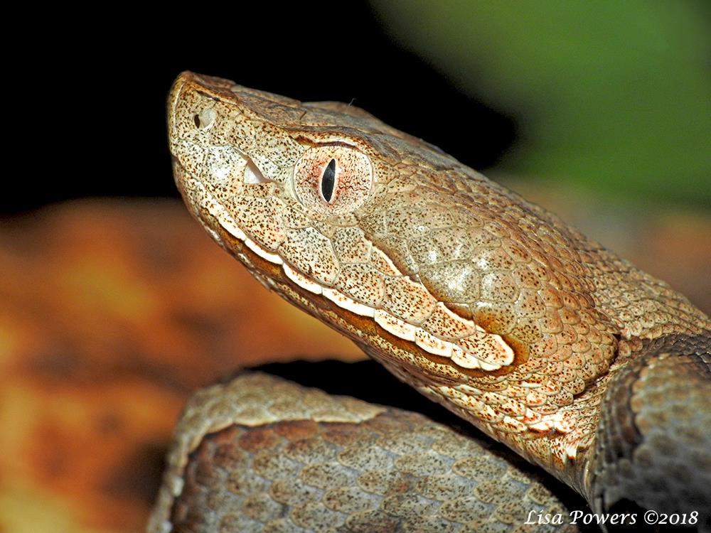 Northern Copperhead