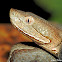 Northern Copperhead