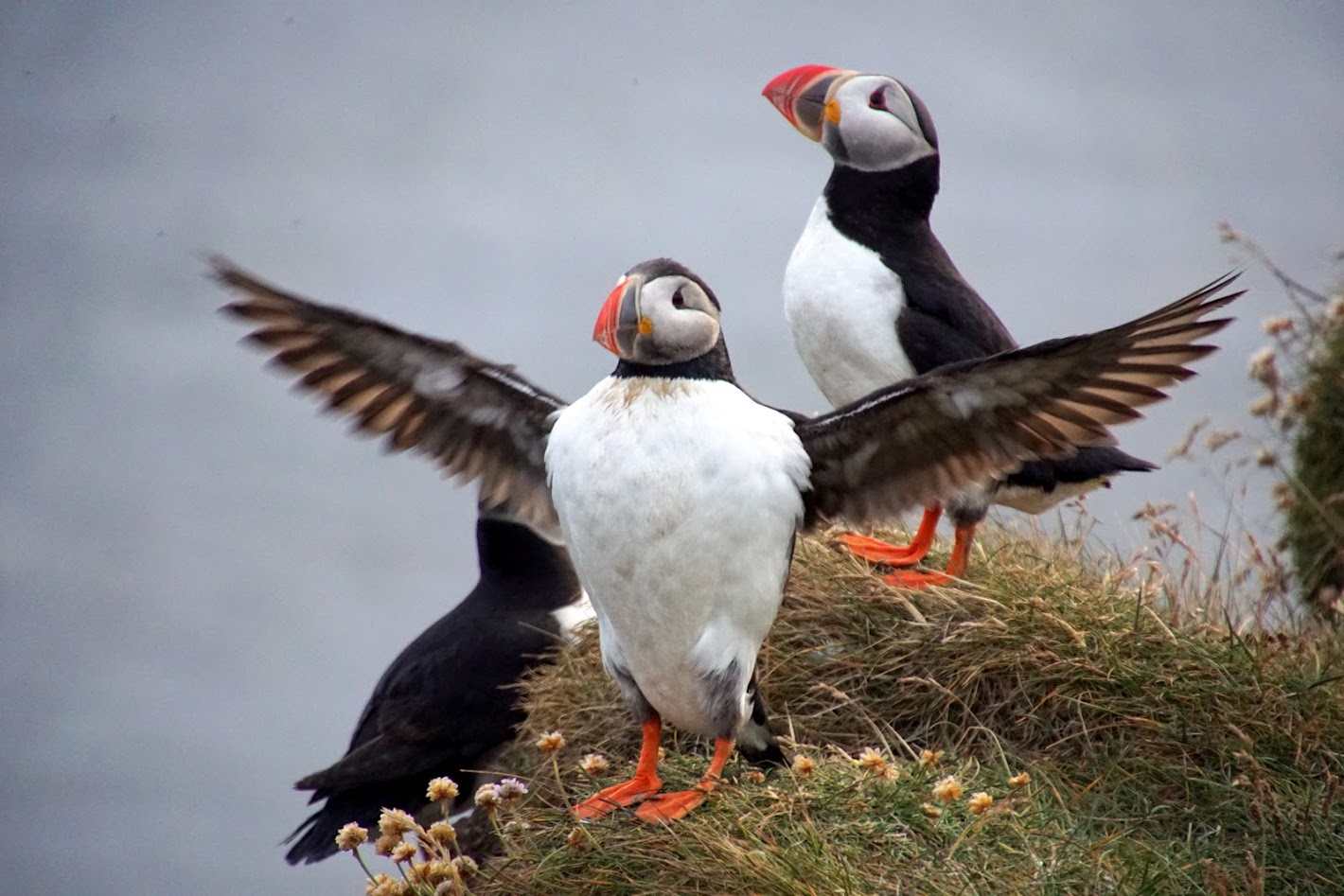 Исландия - родина слонов (архипелаг Vestmannaeyjar, юг, север, запад и Центр Пустоты)