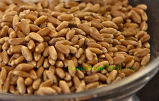 Colorado Rustic Red Whole Wheat Berries