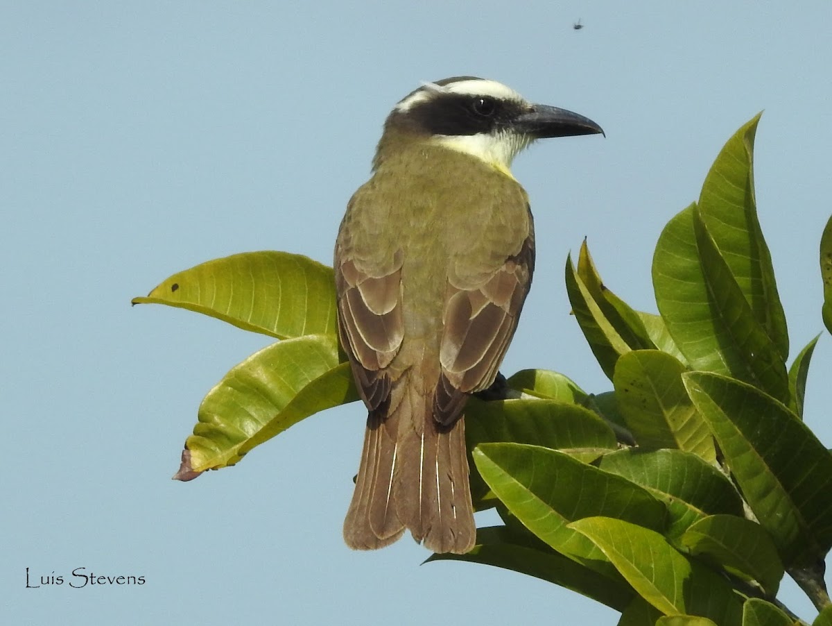 Boat-billed flycatcher (Bienteveo pitanguá)