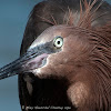 Reddish Egret