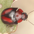 Erudite Beetle