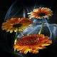 Download Flowers))) For PC Windows and Mac 1.0