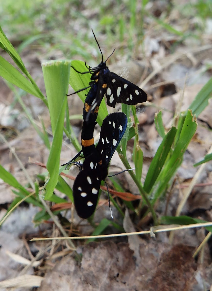 Nine-Spotted Moth