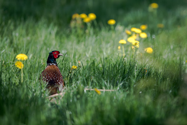 Pheasant di thomas_gutschi