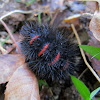 Giant Leopard Moth Caterpillar