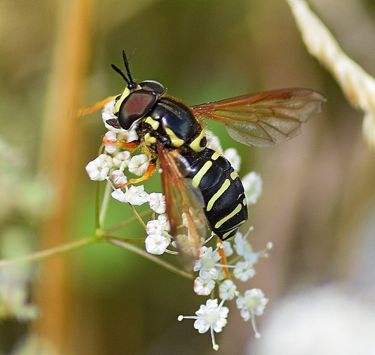 Hoverfly