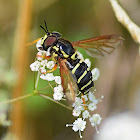 Hoverfly