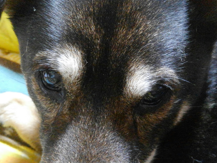 Nボックスカスタムのせいくんねっとわーく・全国モバイルmt・コロナウイルスに負けるな・ゴンちゃんどアップ💛に関するカスタム事例の投稿画像5枚目