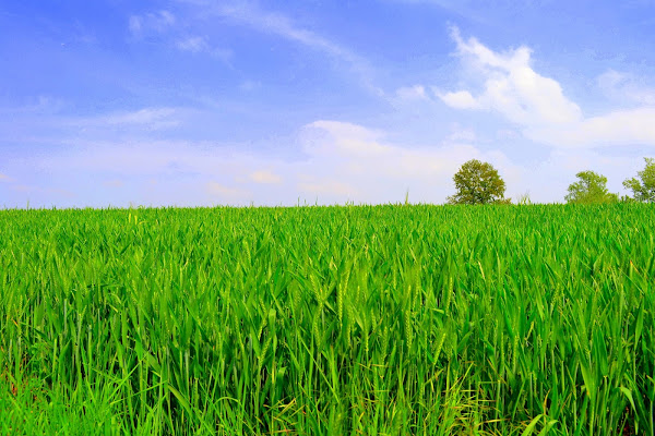 Campo di frumento di pavel956