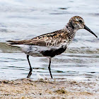 Dunlin; Correlimos Común