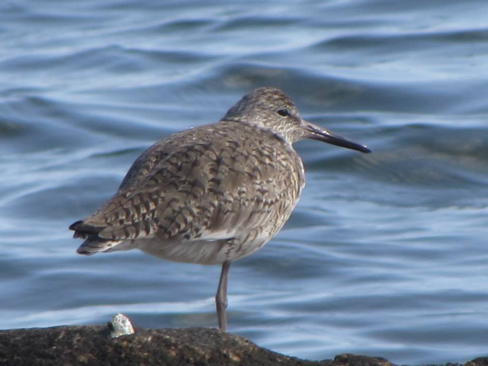 Sandpiper