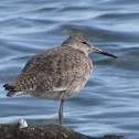 Sandpiper