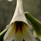 Giant Himalayan Lily