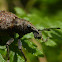 Broad-nosed Weevil