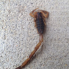 Striped Bark scorpion