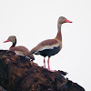 Piche (Black-beilled whistling duck)