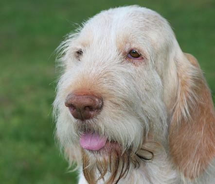 Spinone Italiano Wallpaper