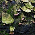 Fungus