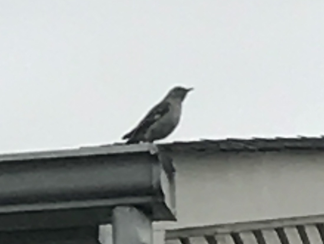 Rose Breasted Grosbeak