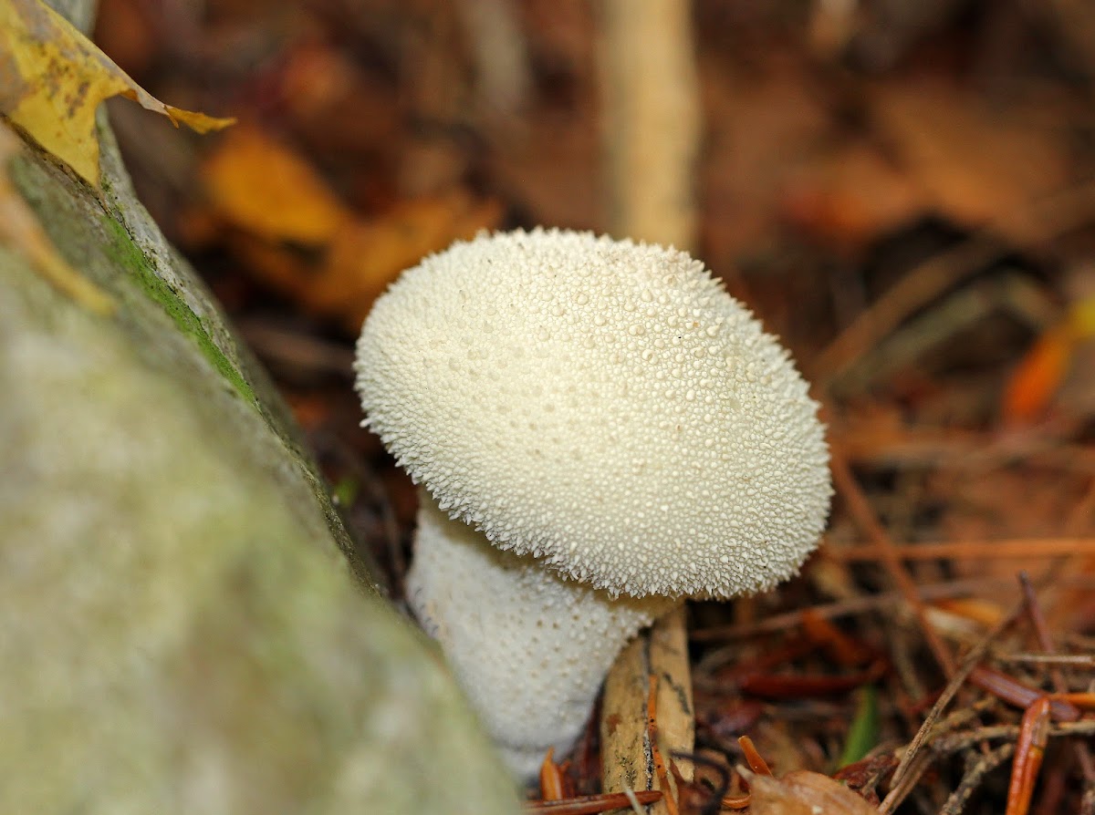 Gem-studded Puffball