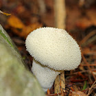 Gem-studded Puffball