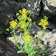 Small's Ragwort