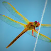 Golden-wing skimmer