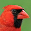 Cardinals Wallpapers New Tab Theme