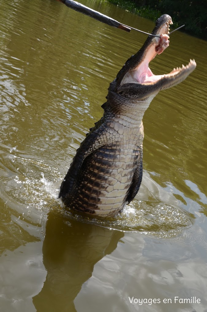 gator swamp tour