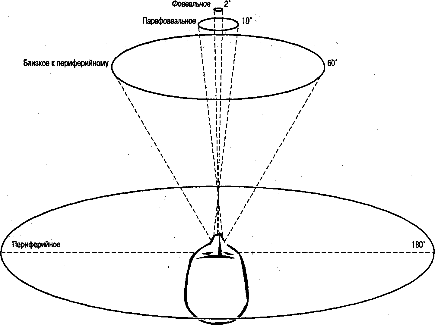 Центральное поле зрения. Фовеальное зрение. Периферийное зрение. Центральное и периферическое зрение. Поле зрения человека.