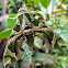 Oleander hawk moth/ Army green moth