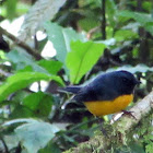 Black and yellow silk flycatcher