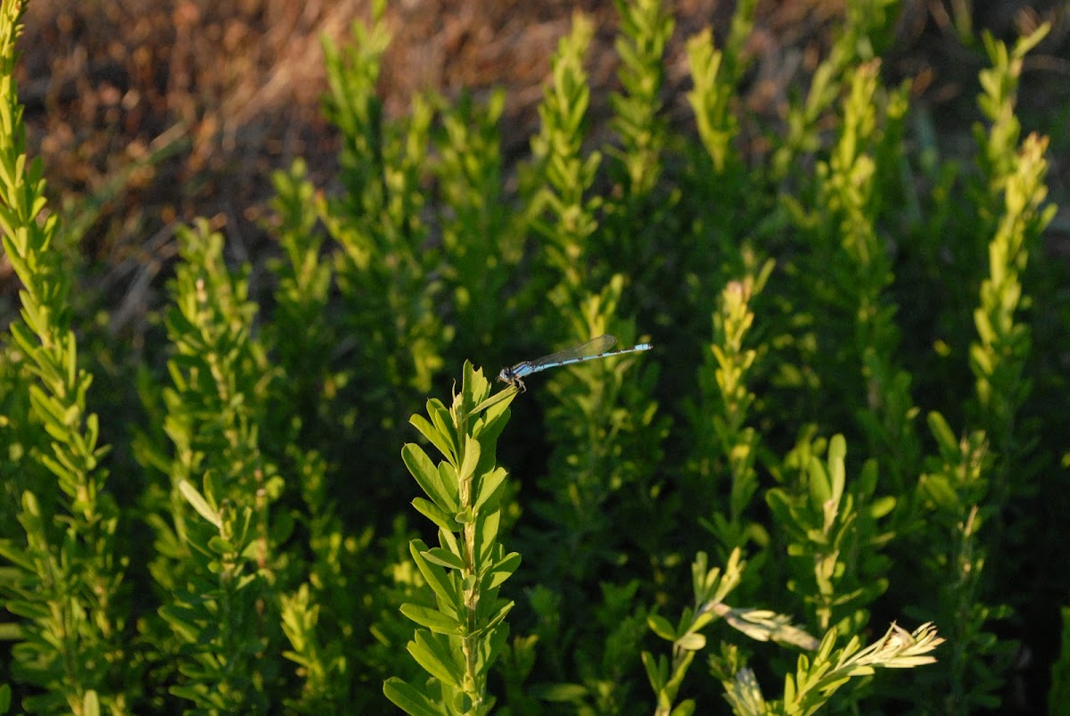 Blue Dasher