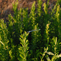 Blue Dasher