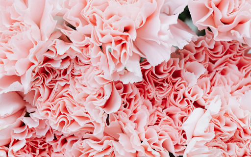 Soft Pink Carnation Petals screenshot 1
