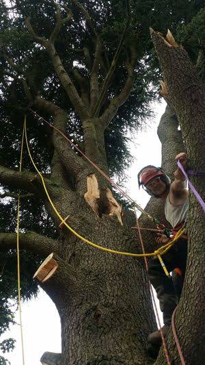 Tree Surgery album cover