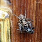 Jumping Spider with Prey