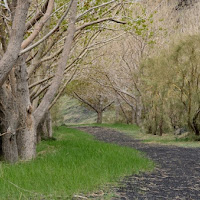 I viali dell'Etna di 