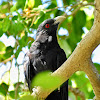 Asian Koel ( M ) कोइली